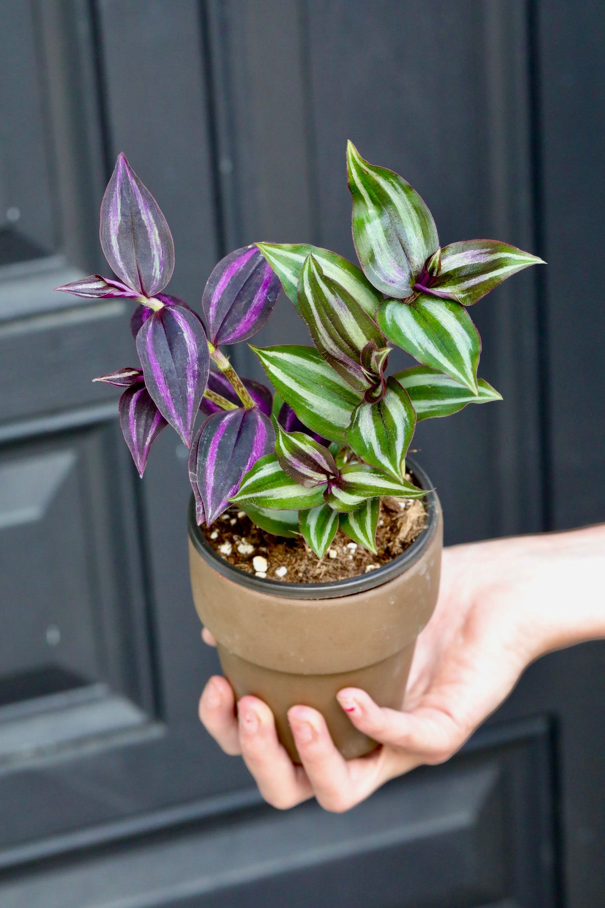 Mix Wandering Jew Cuttings - Purple and silver variations