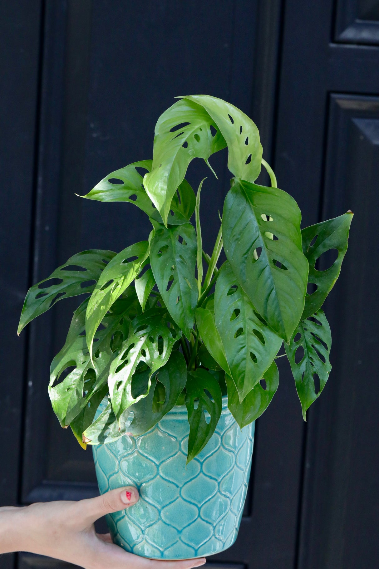 Swiss Cheese Plant in a 3" Nursery Pot - Monstera Adansonii