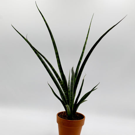 Rare Fernwood Mikado Snake Plant in 1.5” pot - Indoor Easy Care Low Maintenance Houseplant