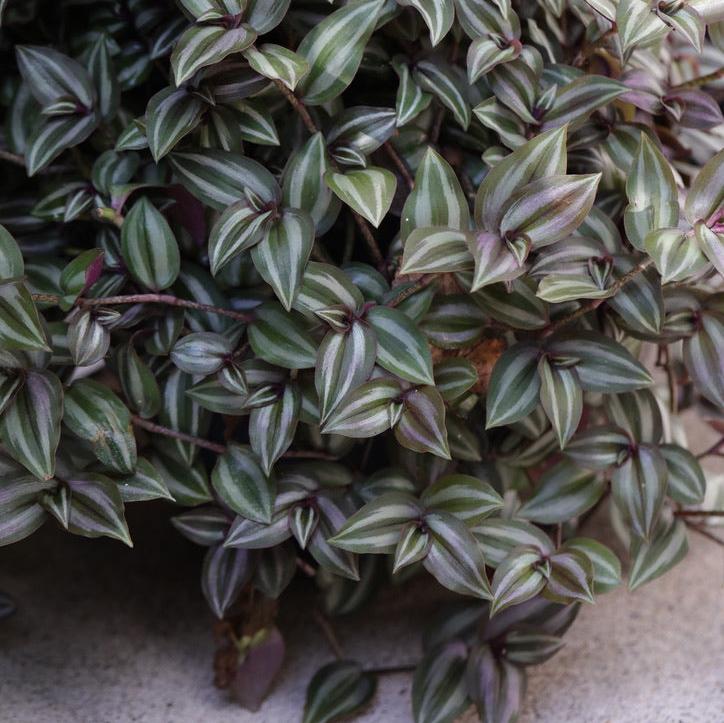 Silver Wandering Jew Plant