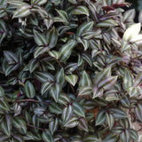 Silver Wandering Jew Cuttings - Rare Tradescantia - Wandering Jew Vining Plant