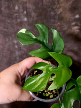 Variegated Rhaphidophora Tetrasperma Albo - Collector's Aroid - (June-09-31)