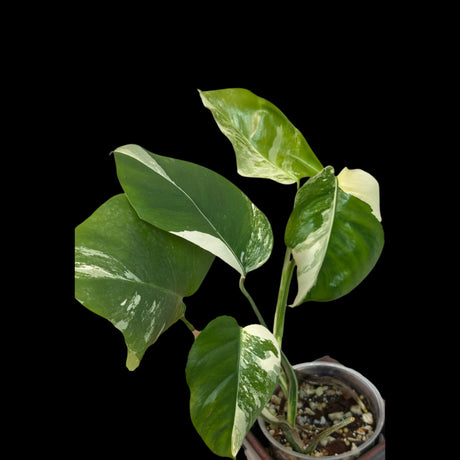 Rare Monstera Albo Variegated