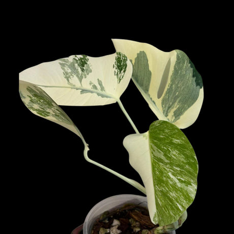 Rare Monstera Albo Variegated