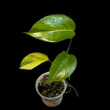 Monstera Aurea Variegated Borsigiana in a Nursery Pot - Monstera Marmota - SAME Plant as images - US Seller
