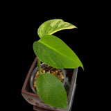 Monstera Aurea Variegated Borsigiana