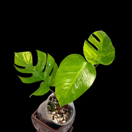 Monstera Aurea Variegated Borsigiana EXACT Live Plant