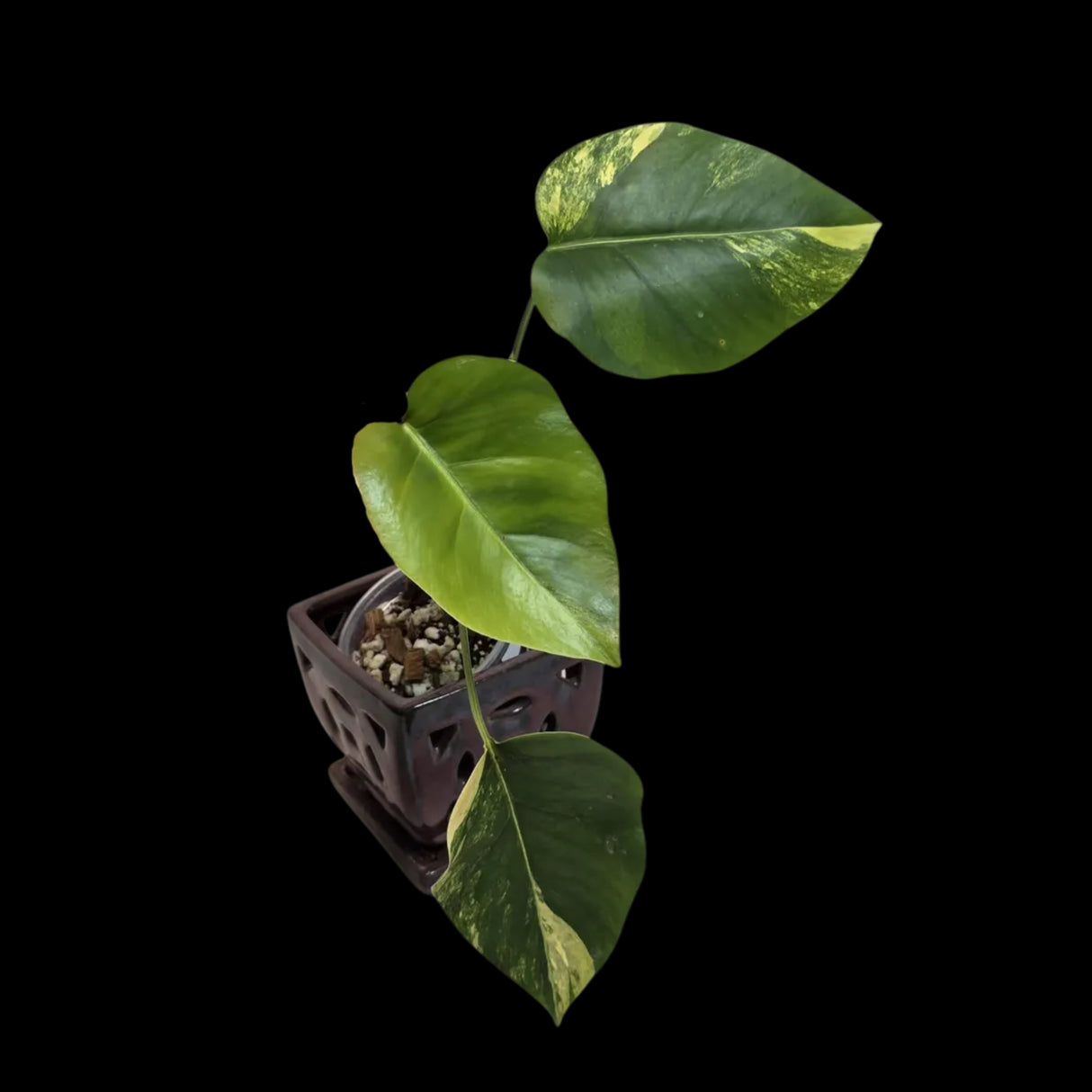 Monstera Aurea Variegated Borsigiana in a Nursery Pot - Monstera Marmota Single Leaf Exact Plant - US Seller