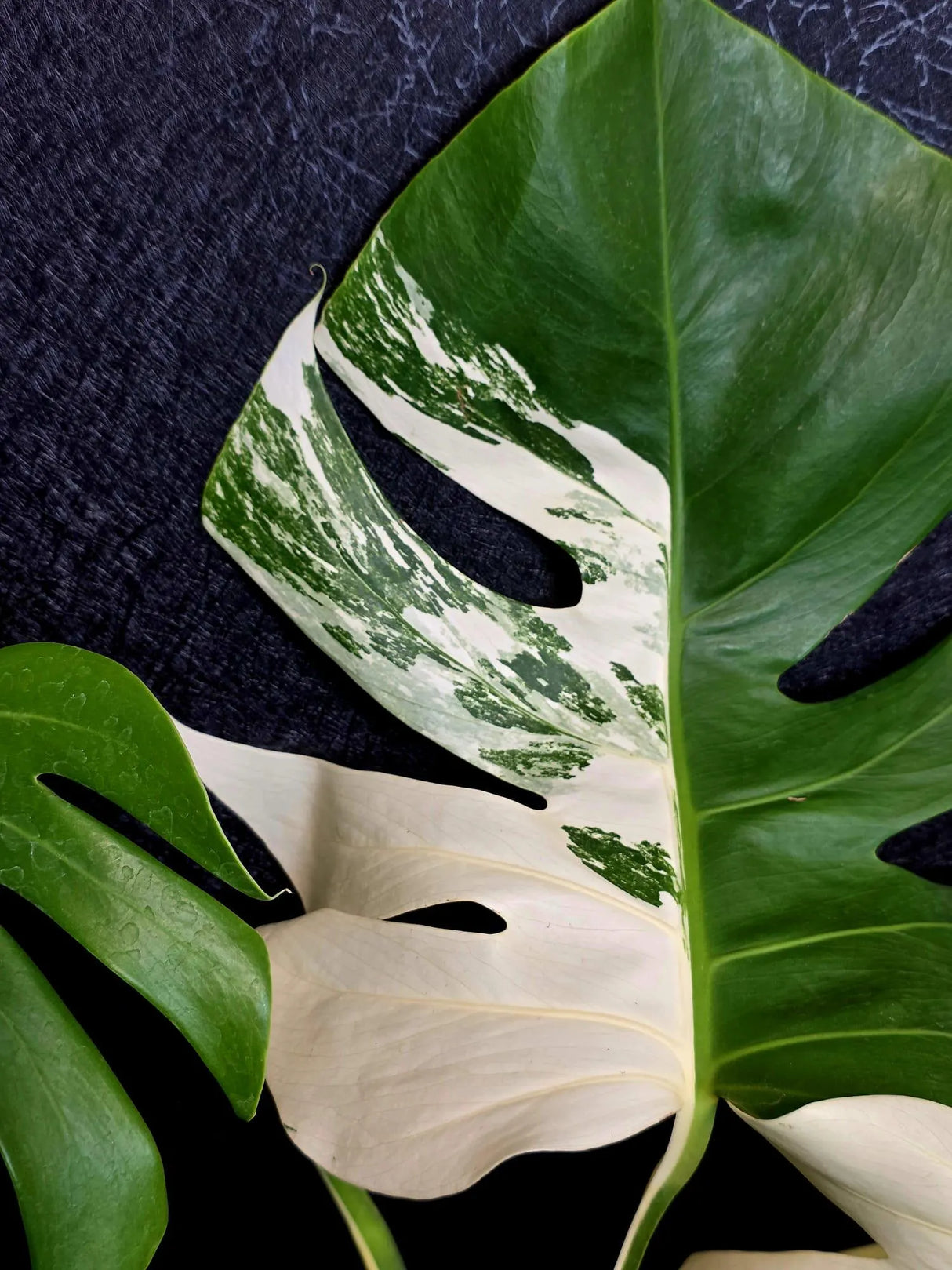 Rare Variegated Monstera Albo - White Albo Borsigiana Mature EXACT Plant - Large Form - US Seller