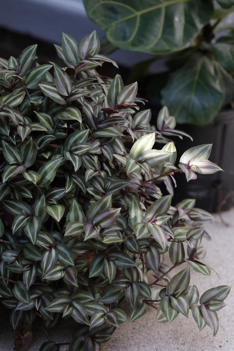 Silver Wandering Jew Cuttings - Rare Tradescantia - Wandering Jew Vining Plant