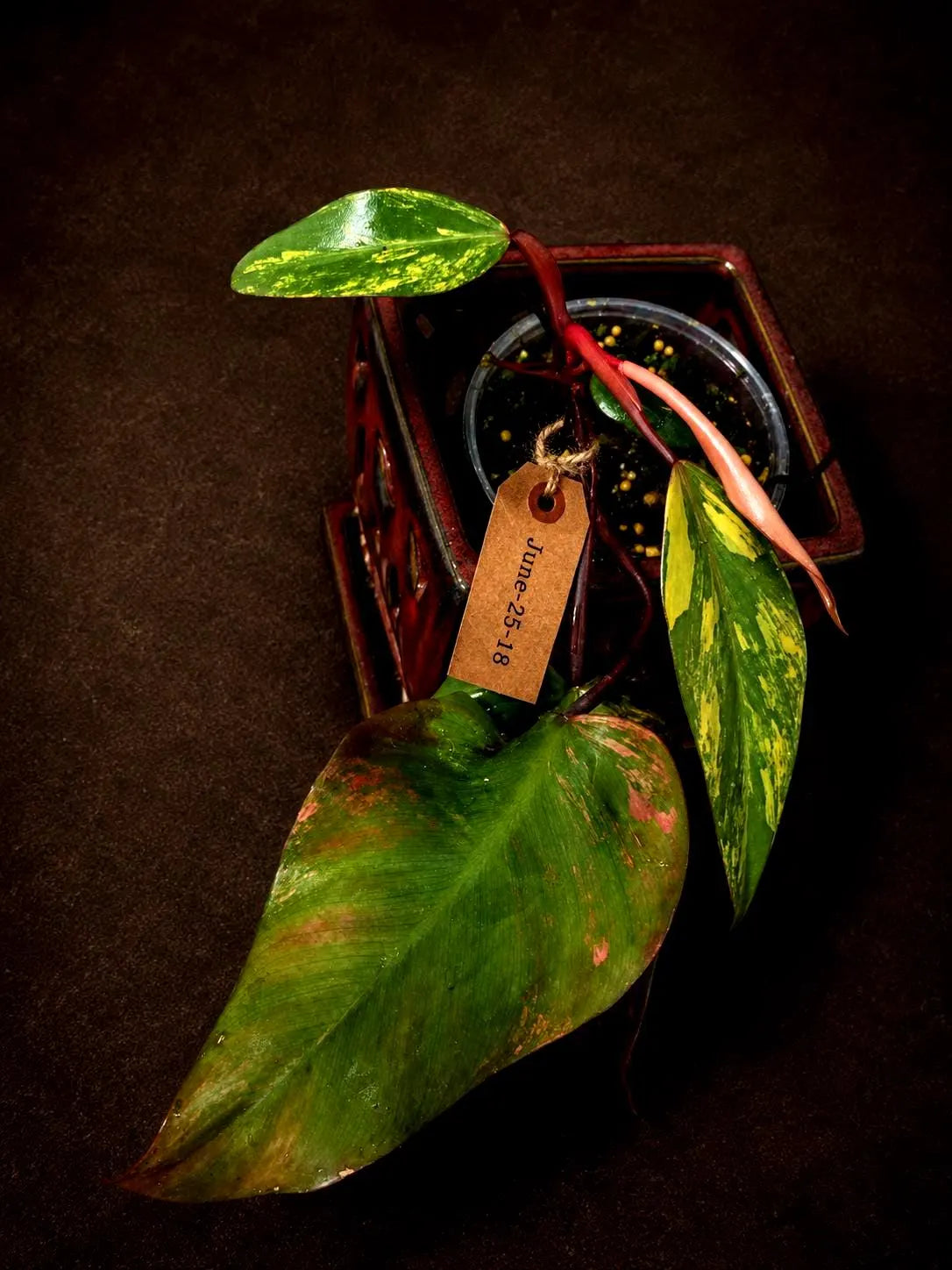 Variegated Philodendron Strawberry Shake Live Plant - (June-25-18)