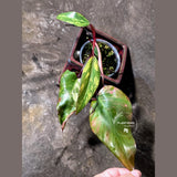 Variegated Philodendron Strawberry Shake Live Plant - (June-25-18)