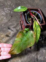 Variegated Philodendron Strawberry Shake Live Plant - (June-25-18)