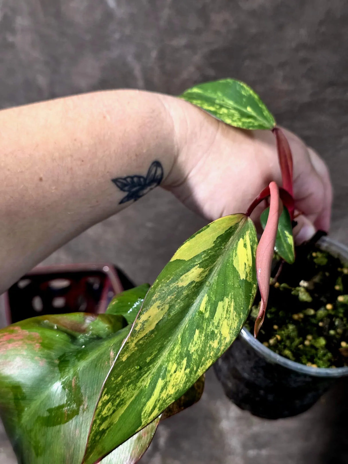 Variegated Philodendron Strawberry Shake Live Plant - (June-25-18)