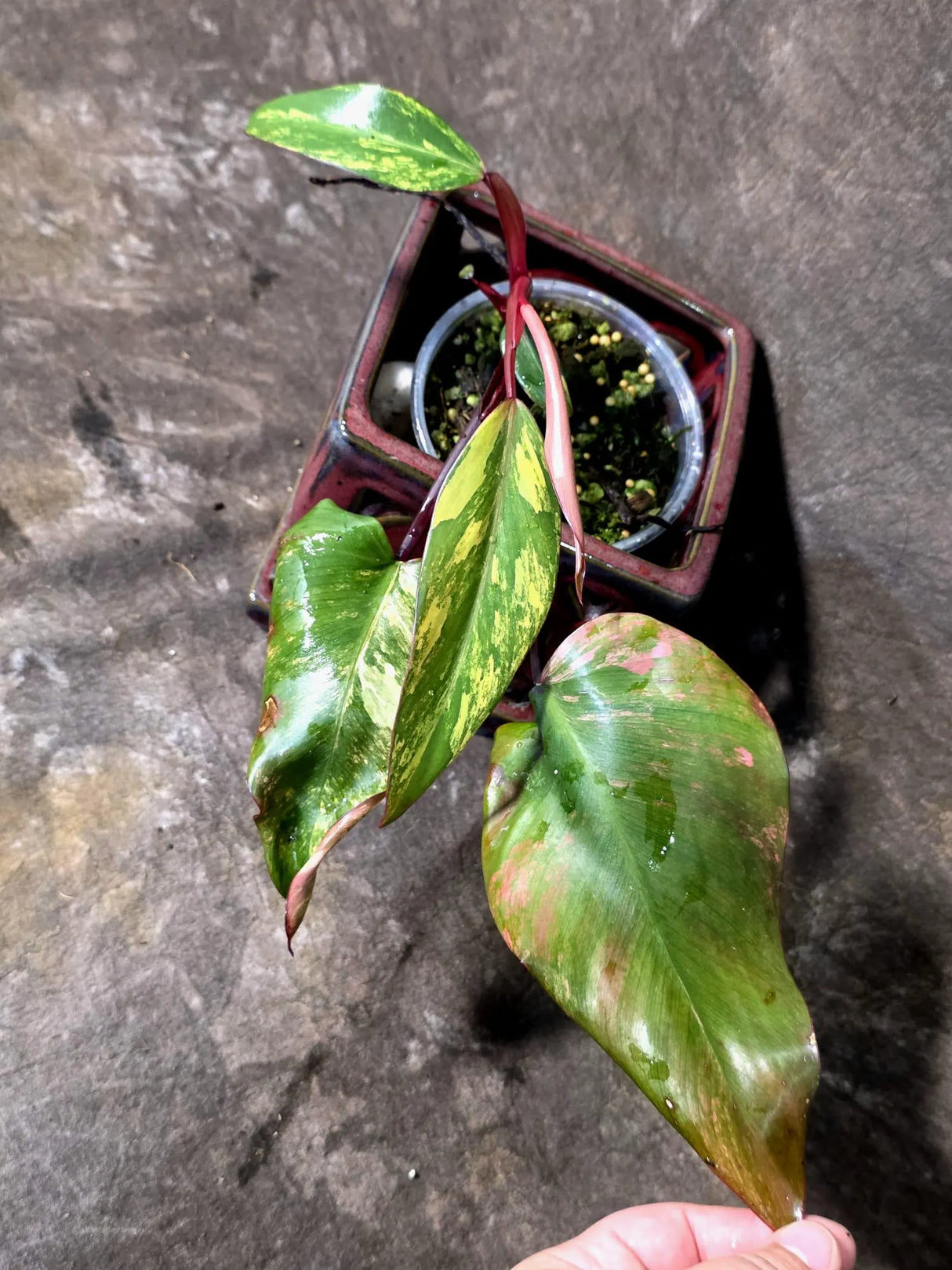 Variegated Philodendron Strawberry Shake Live Plant - (June-25-18)