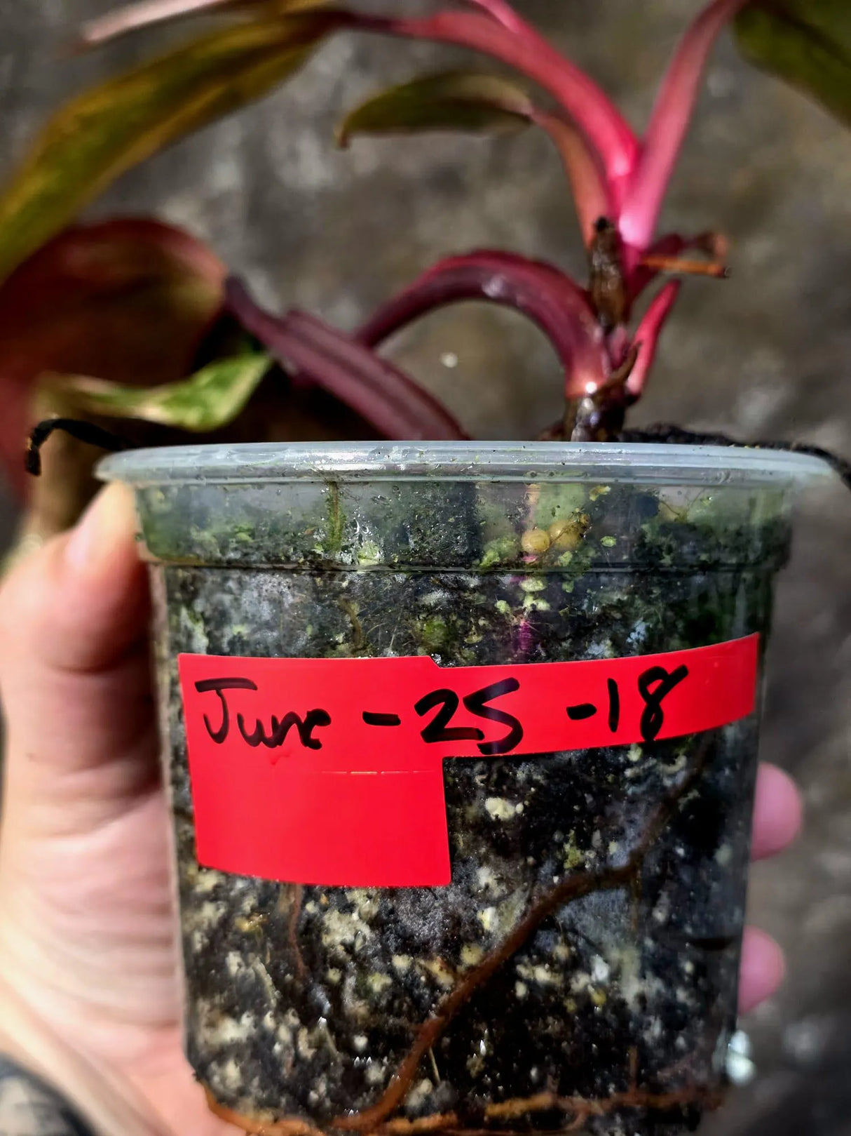 Variegated Philodendron Strawberry Shake Live Plant - (June-25-18)