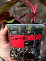 Variegated Philodendron Strawberry Shake Live Plant - (June-25-18)
