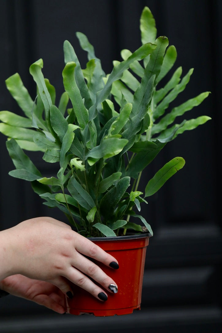 Phlebodium Aureum in 5" Nursery Pot - Rabbit's Foot Live Fern Plant - Low light Air Purifying Plants - Office Plant - Easy Indoor Plants