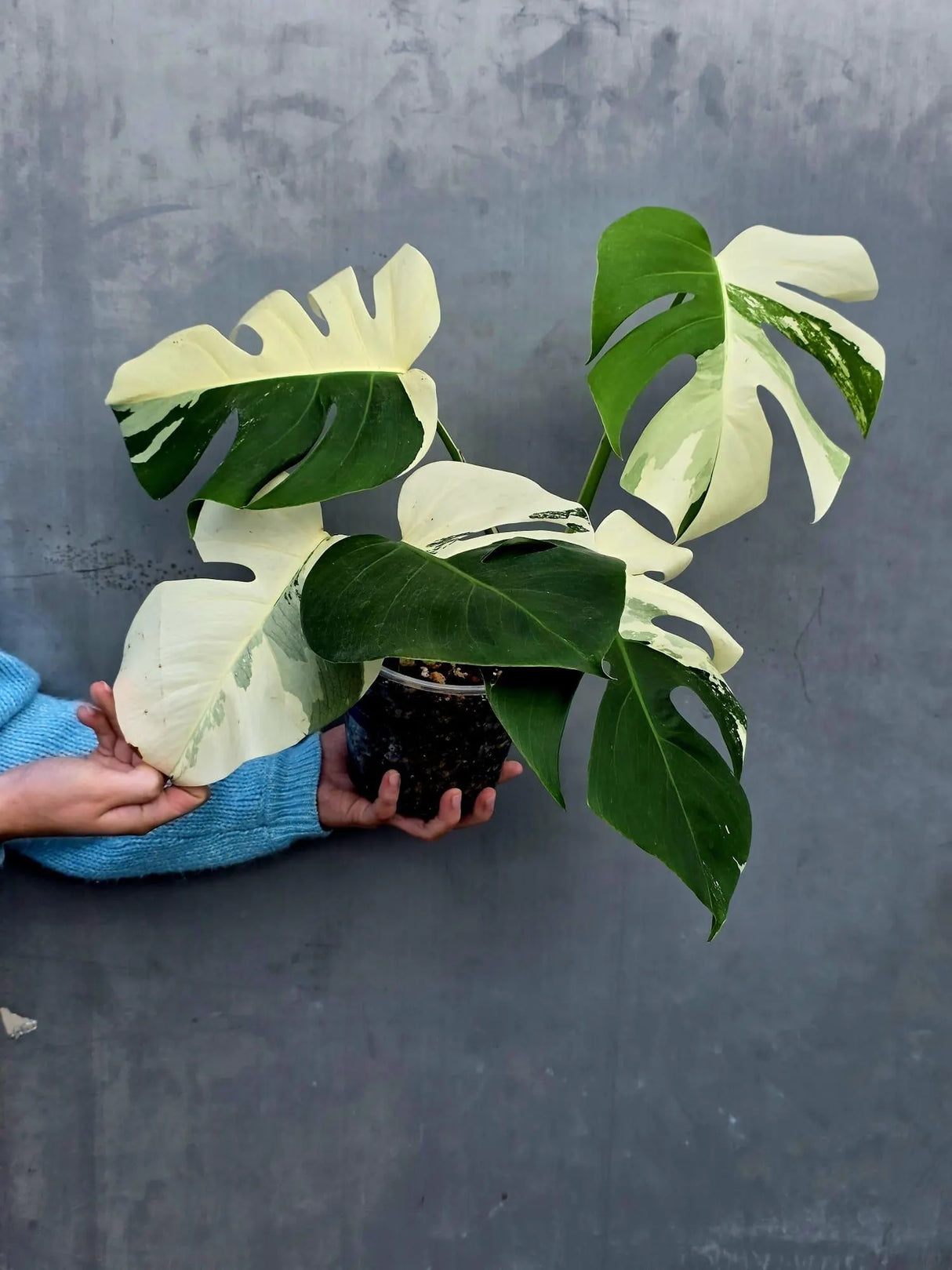 Rare Variegated Monstera Albo Half-Moon Leaf Plant - White Albo Borsigiana Plant - EXACT Plant - US Seller
