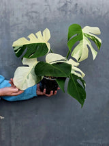 Rare Variegated Monstera Albo Half-Moon Leaf Plant - White Albo Borsigiana Plant - EXACT Plant - US Seller