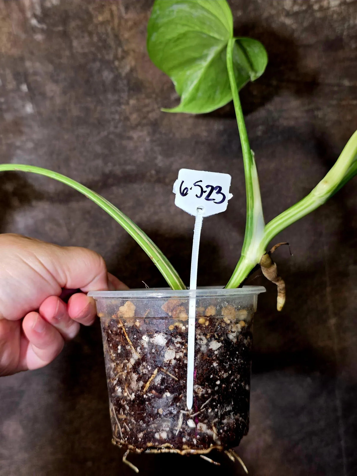 Variegated Monstera Albo - Rare White Monstera Borsigiana (6-5-23)