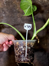 Variegated Monstera Albo - Rare White Monstera Borsigiana (6-5-23)