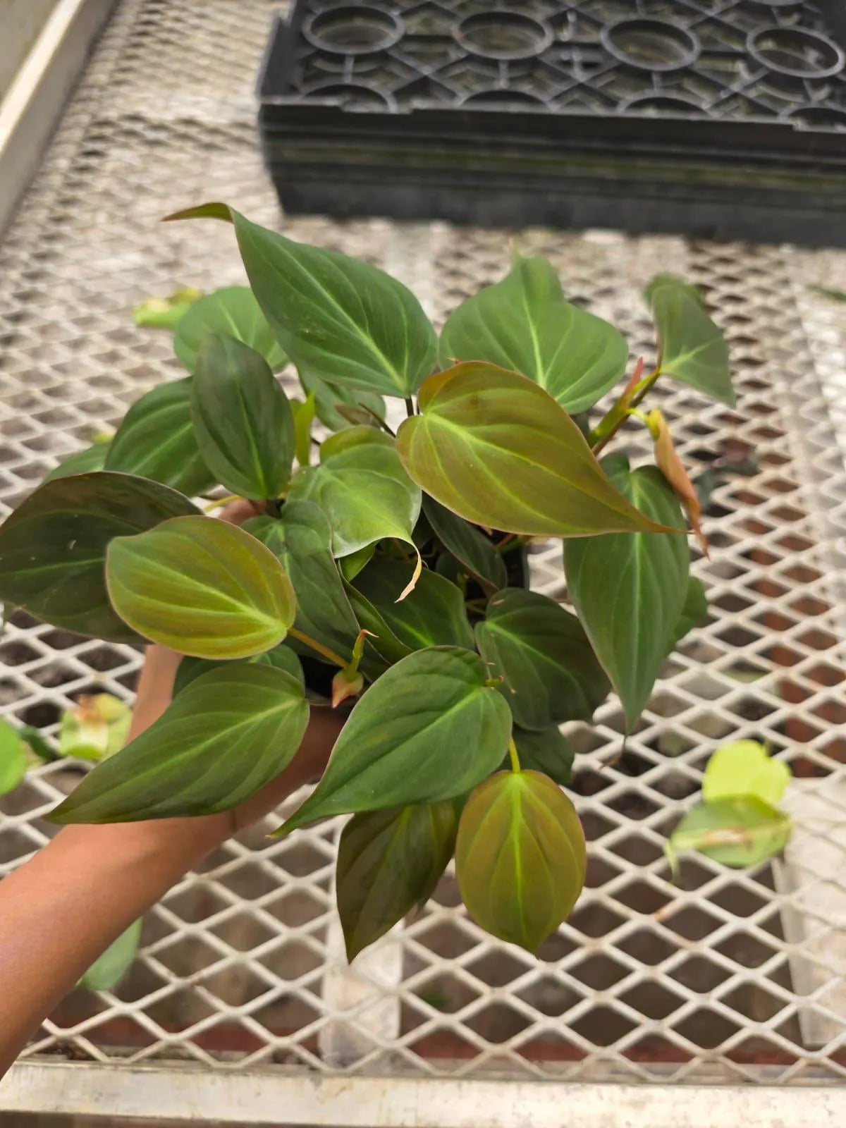 Philodendron Micans in 4" Nursery Pot - Velvet Leaf Philodendron - Trailing Indoor Plant - Rare Houseplant - Easy Care Live Plant