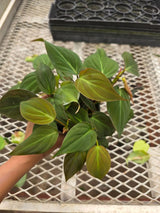 Philodendron Micans in 4" Nursery Pot - Velvet Leaf Philodendron - Trailing Indoor Plant - Rare Houseplant - Easy Care Live Plant