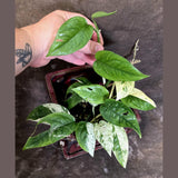 Epipremnum Pinnatum Albo Variegated - Climbing Aroid - (June-25-26)