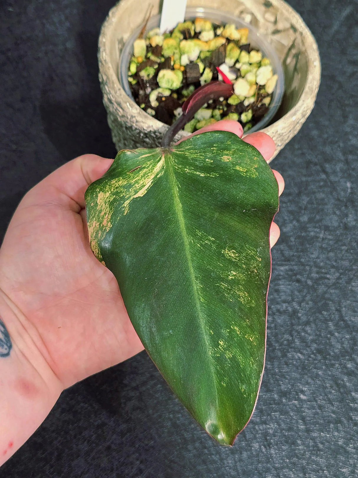 Variegated Philodendron Strawberry Shake - Rare Collector Plant - Exact Plant - US Seller