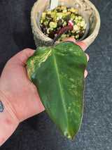 Variegated Philodendron Strawberry Shake - Rare Collector Plant - Exact Plant - US Seller