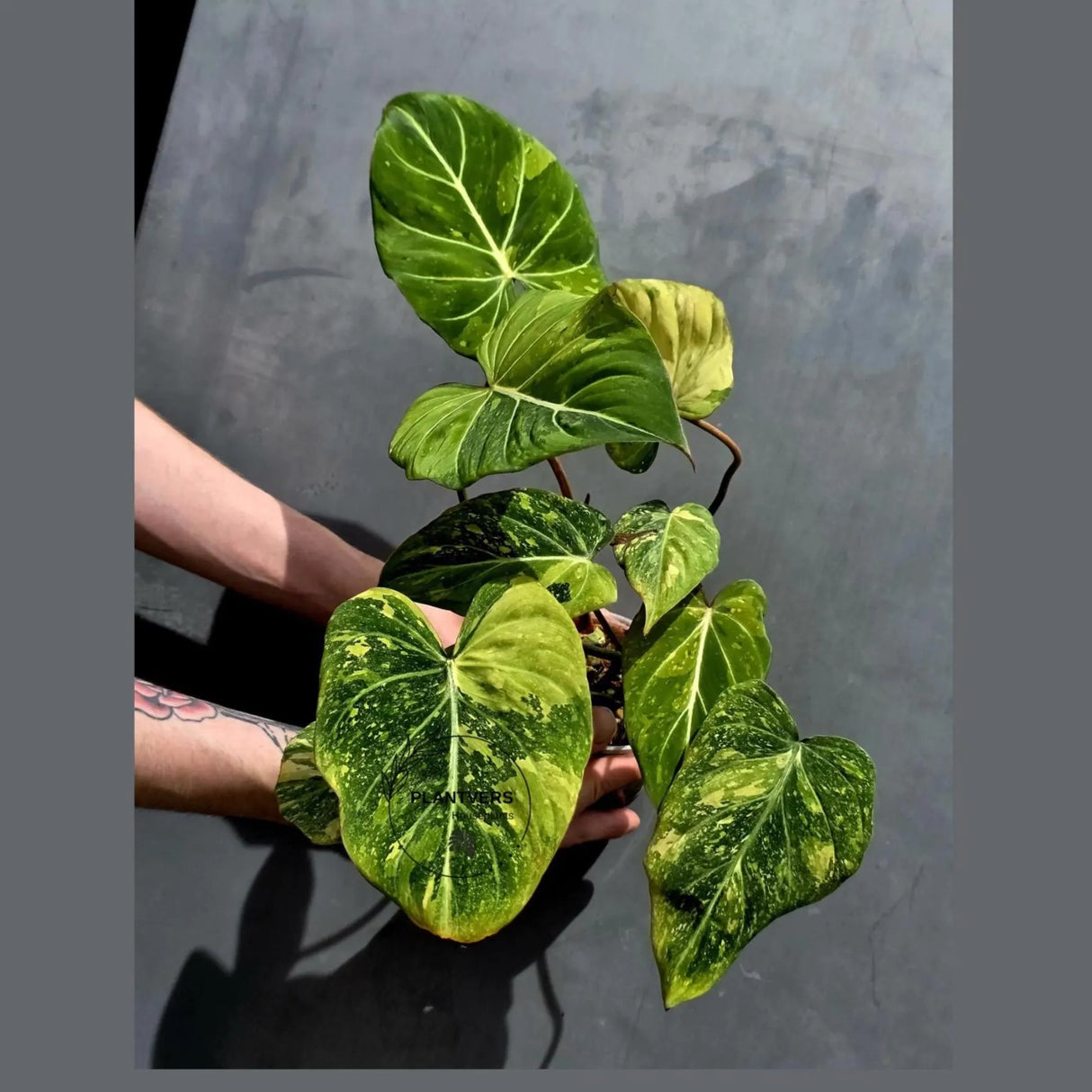Philodendron Gloriosum Tricolor Plant - Super Rare Velvet Leaf Aroid Plant - (May-21-36)