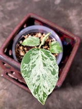Super Rare Monstera Bulbasaur Variegated Live Plant - Exotic Collector Mint - (July-10-08)