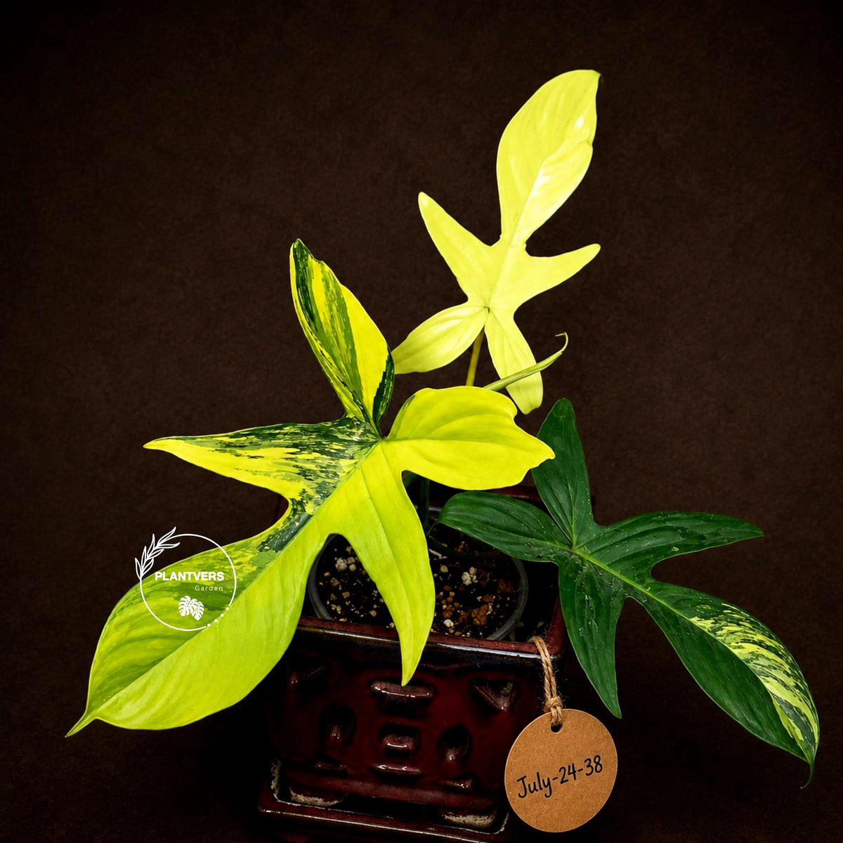 Variegated Philodendron Florida Beauty Live Plant - Rare Philodendron EXACT Plant