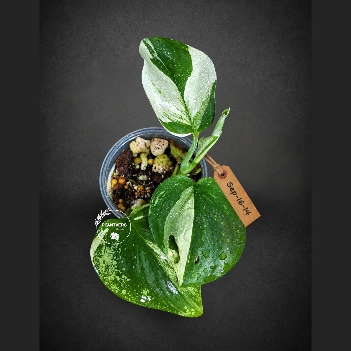 Scindapsus Moonlight Treubii Albo Variegated - Exotic Tropical Indoor Plant - EXACT Plant - US Seller