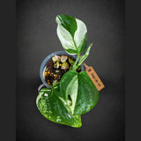 Scindapsus Moonlight Treubii Albo Variegated - Exotic Tropical Indoor Plant - EXACT Plant - US Seller