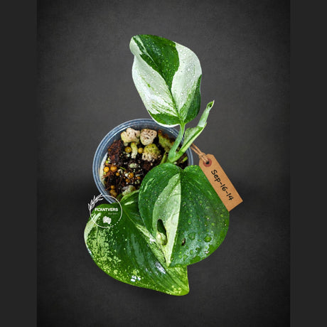 Scindapsus Moonlight Treubii Albo Variegated - Exotic Tropical Indoor Plant - EXACT Plant - US Seller