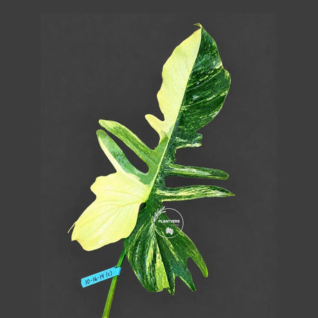 Philodendron Florida Beauty x Mayoi Variegated Cutting - Rare Live Plant - Exact Cutting - US SELLER