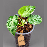 Rare Variegated Monstera Deliciosa Bulbasaur Live Plant - EXACT Collector Houseplant - US Seller