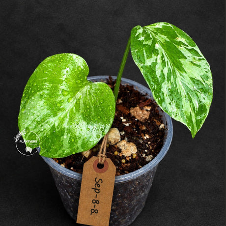 Rare Variegated Monstera Deliciosa Bulbasaur Live Plant - EXACT Collector Houseplant - US Seller