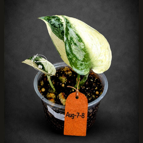 Scindapsus Mayari Variegated Live Plant - Rare Aroid Indoor Houseplant with Silver Variegation - EXACT Plant - US Seller