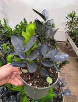Raven ZZ Plant in 6" Nursery Pot - Zamioculcas Zamiifolia Raven - Black Indoor Plant - Low Light Houseplant - Easy Care Live Plant