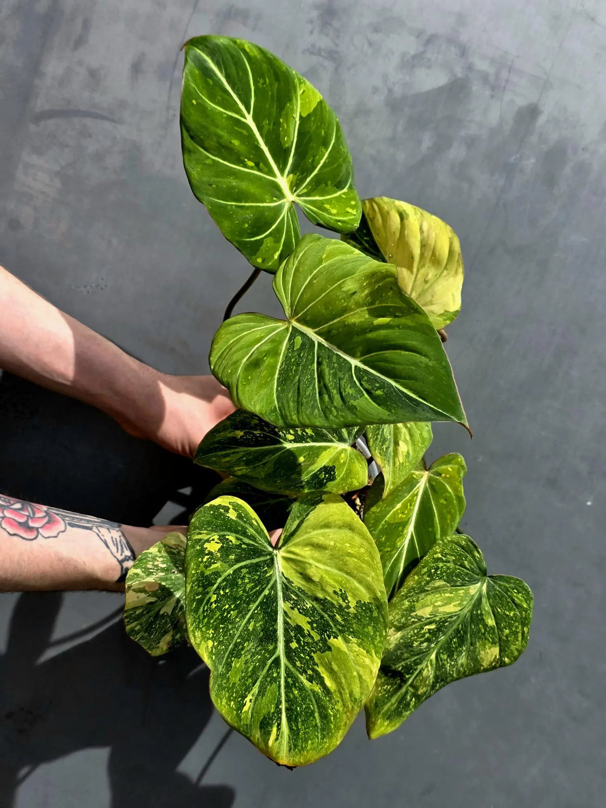 Philodendron Gloriosum Tricolor Plant - Super Rare Velvet Leaf Aroid Plant - (May-21-36)