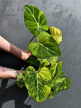 Philodendron Gloriosum Tricolor Plant - Super Rare Velvet Leaf Aroid Plant - (May-21-36)