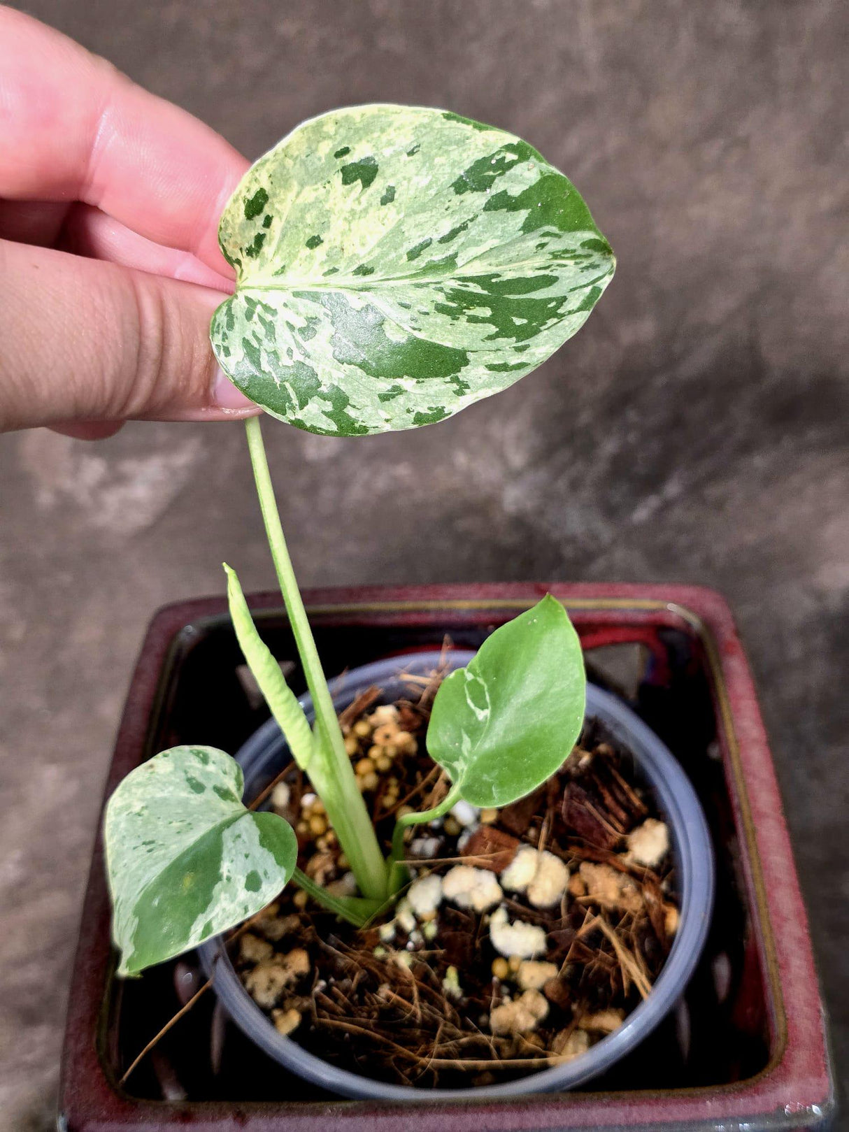 Super Rare Monstera Bulbasaur Variegated Live Plant - Exotic Collector Mint - (July-10-09)