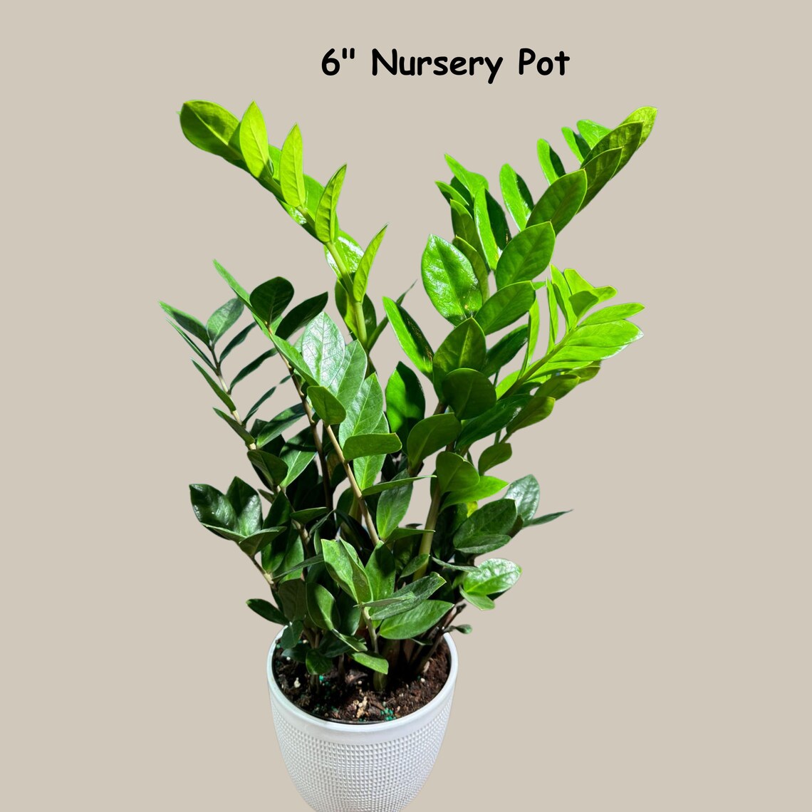 Green Zz Plant - Zamioculcas Zamiifolia Plant in a Pot - Rare Indoor Good Luck Houseplant - Easy Care Gift Plant - Indoor Potted Plant