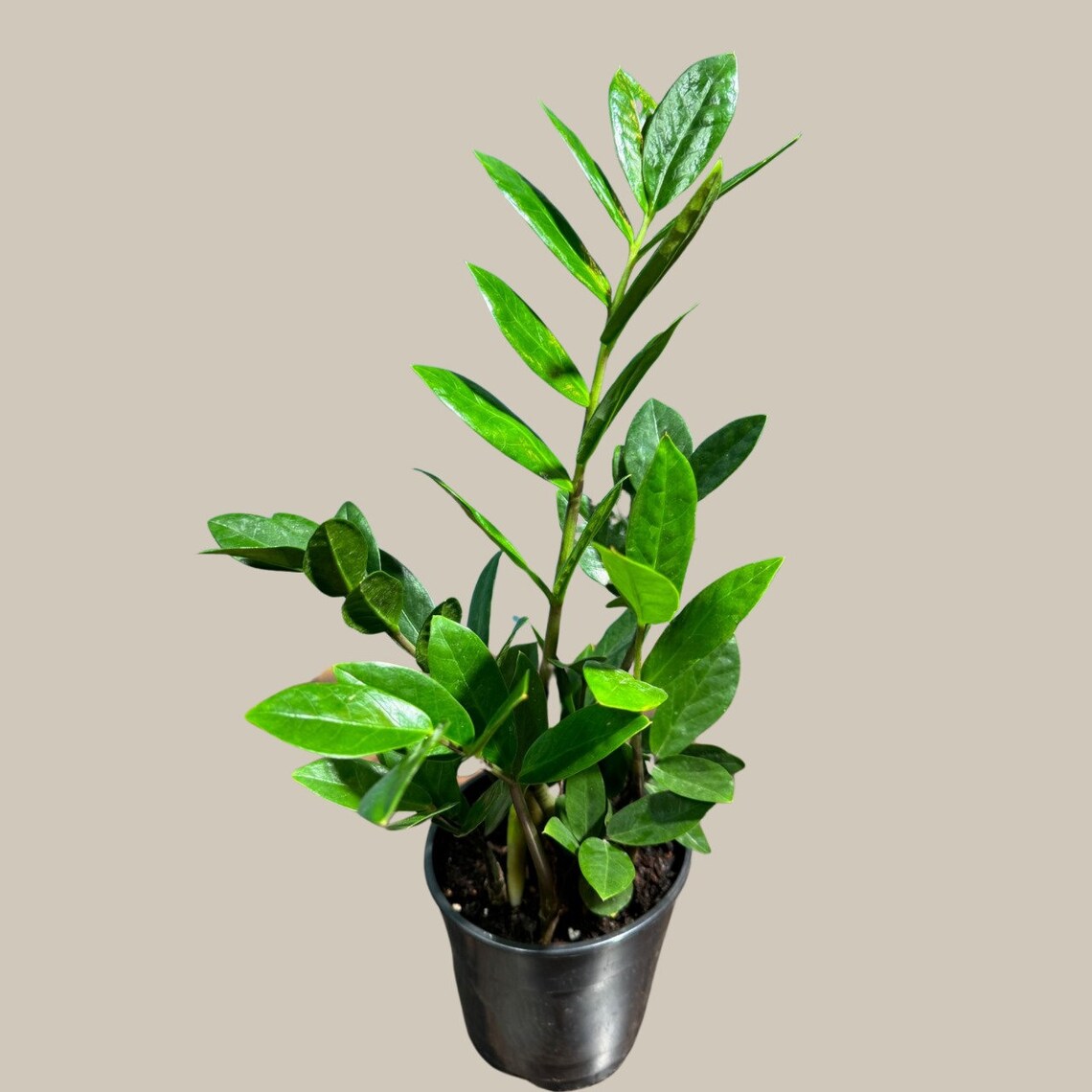 Green Zz Plant - Zamioculcas Zamiifolia Plant in a Pot - Rare Indoor Good Luck Houseplant - Easy Care Gift Plant - Indoor Potted Plant