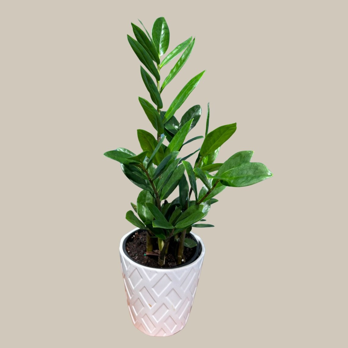 Green Zz Plant - Zamioculcas Zamiifolia Plant in a Pot - Rare Indoor Good Luck Houseplant - Easy Care Gift Plant - Indoor Potted Plant
