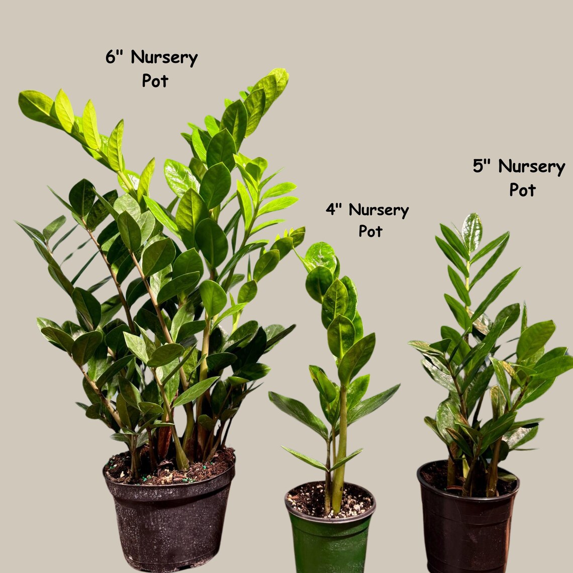 Green Zz Plant - Zamioculcas Zamiifolia Plant in a Pot - Rare Indoor Good Luck Houseplant - Easy Care Gift Plant - Indoor Potted Plant