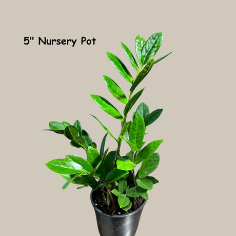 Green Zz Plant - Zamioculcas Zamiifolia Plant in a Pot - Rare Indoor Good Luck Houseplant - Easy Care Gift Plant - Indoor Potted Plant